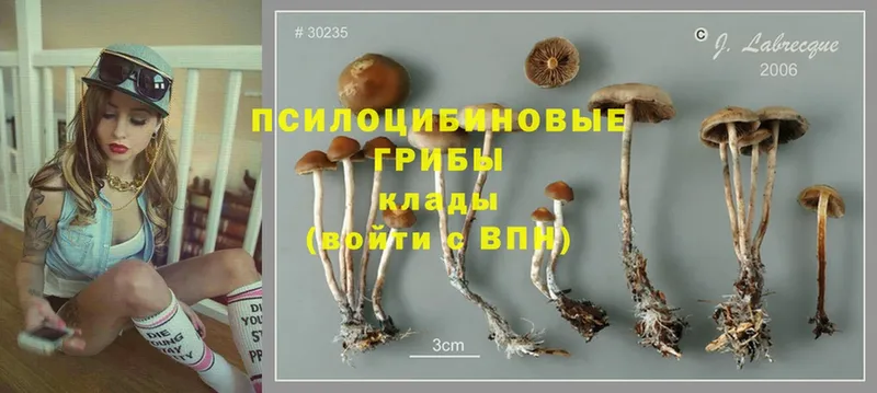 купить наркоту  Чусовой  Галлюциногенные грибы Magic Shrooms 